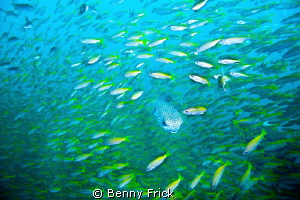 Out on the Similan Island. I saw this puffer swimming thr... by Benny Frick 